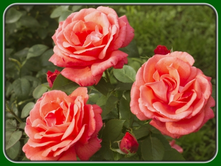 Three Orange-peach Roses in Garden