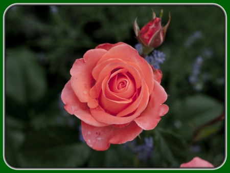 Single Peach Rose with Bud