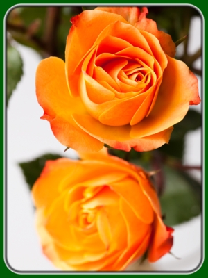 Two Orange Roses