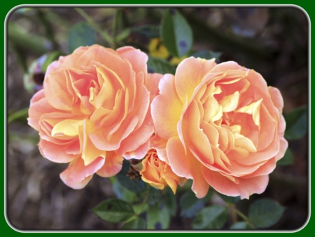 Two Orange Roses with Bud