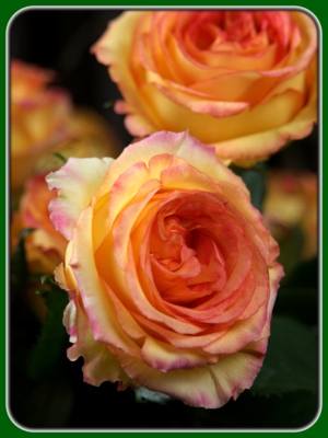 Two Orange Roses in Garden