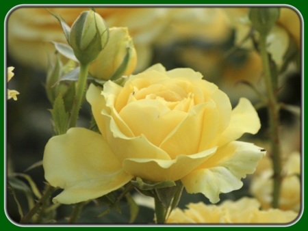 Yellow Rose with Buds in Garden