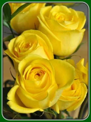 Bloomed Yellow Roses