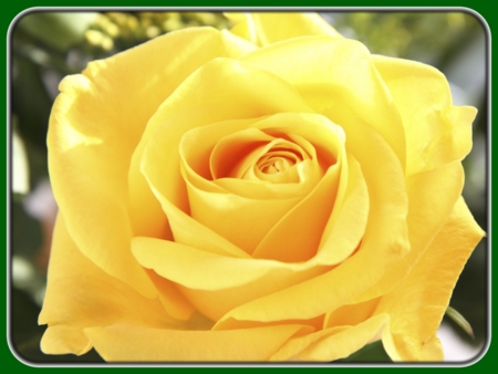 Single Yellow Rose in Sunshine