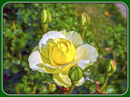 Single Yellow Rose with Bud at Dusk