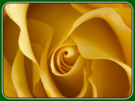 Closeup of Yellow Rose