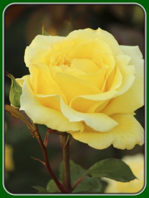 Single Yellow Rose in Garden