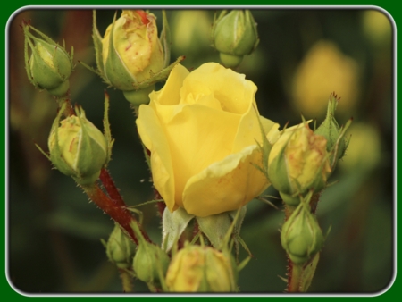 Single Blooming Yellow Rose with Buds