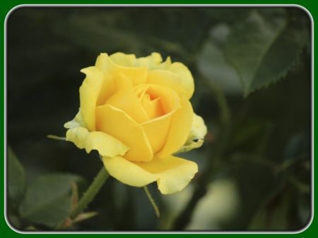 Single Yellow Rose at Dusk