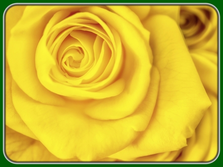 Single Bright Yellow Rose