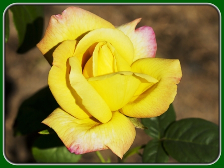 Single Yellow Rose with Pink