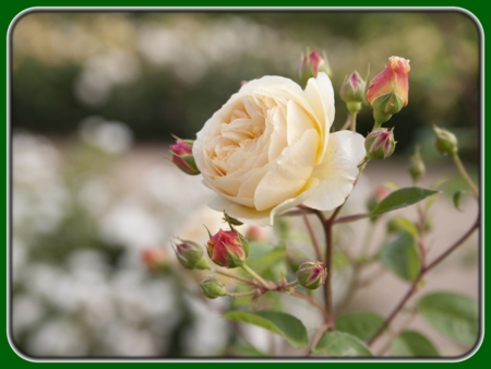 Single Yellow Rose with Buds