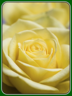 Single Yellow Rose with Buds in Garden