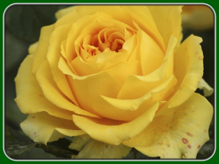 Yellow Roses with Blooming Bud