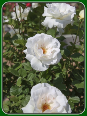 Three White Roses on Tree