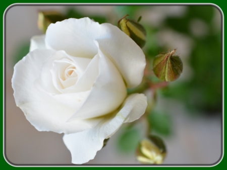 Blooming White Rose with Buds