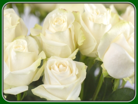 Blooming White Roses