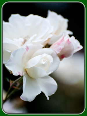 White Rose Bud Opening