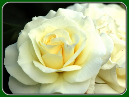 Yellowish White Roses