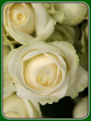 Closeup of White Roses