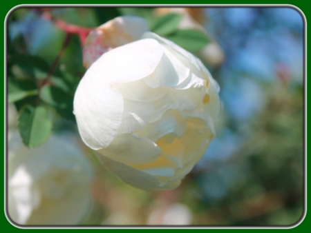 Single White Rose Blooming