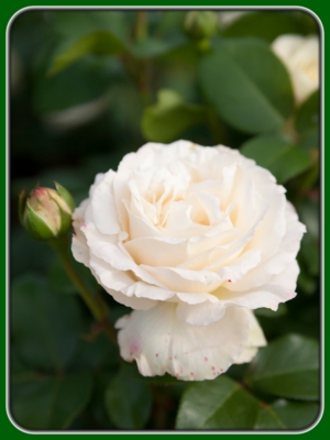 Single White Rose