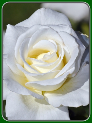 Single White Rose Closeup