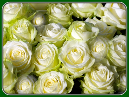 White Roses in Bunch