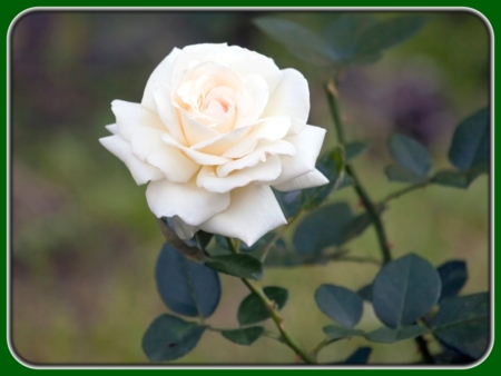Single White Rose on Tree