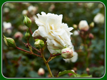 Single White Rose with Buds