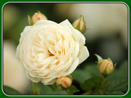 Single White Rose with Buds at Dusk