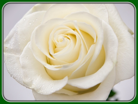 Single White Rose with Dew Drops