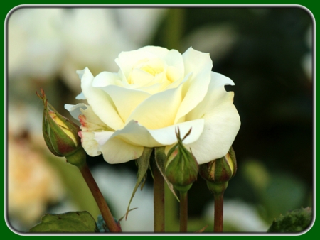 Single Yellowish White Rose with Buds