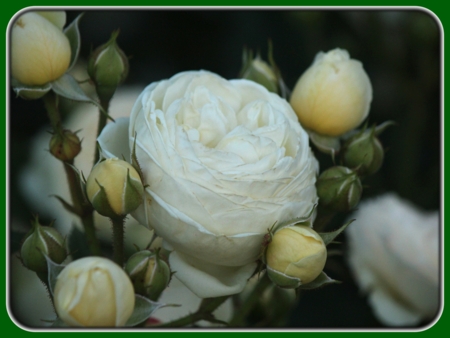 White Rose with Buds at Dusk