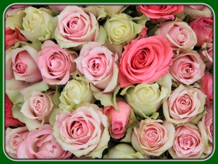 White and Pink Bunch of Roses