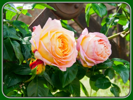 Orangish-pink Roses on Tree