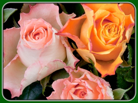 Orange and Peach Roses