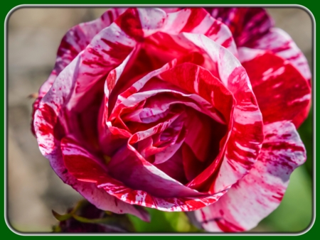 Pink-lined White Roses