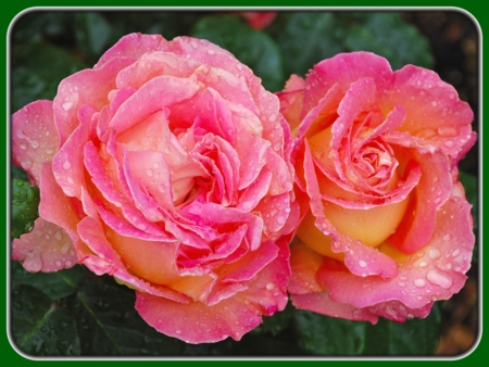 Pink and Orange Roses with Dew Drops