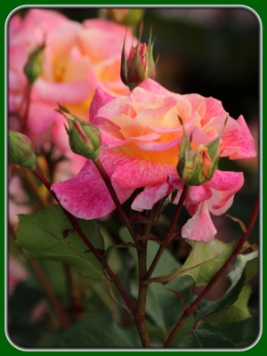 Peach and Pink Roses with Pink Lines on Tree