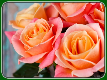 Orange and Pink Roses