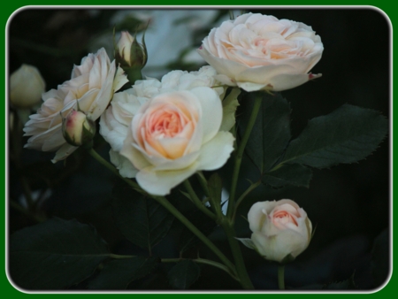 Pink White Roses at Dusk