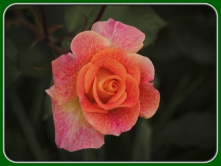 Single Peach Rose with Pink Lines