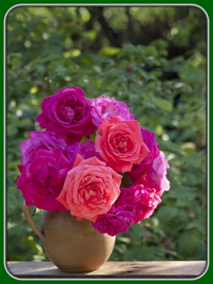 Purple and Pink Roses in Pot