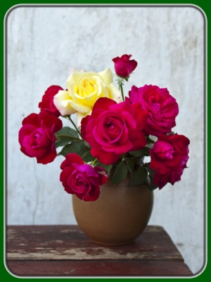 Red and Yellow Roses in Pot