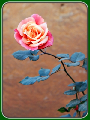 Single Pinkish-orange Rose