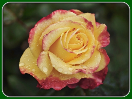 Single Orange-red Rose