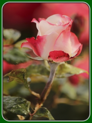 Single Pink-white Rose