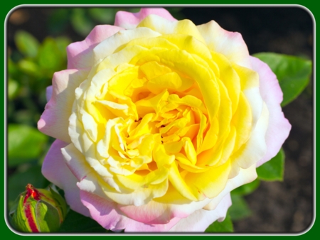 Single Pink-yellow Rose
