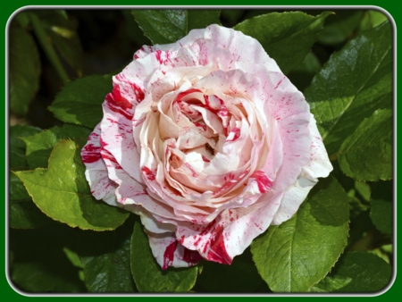 Single Pink-white Rose